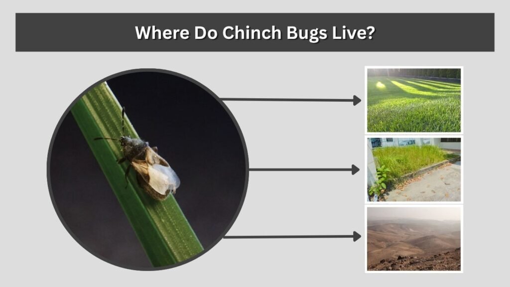 Where Do Chinch Bugs Live?