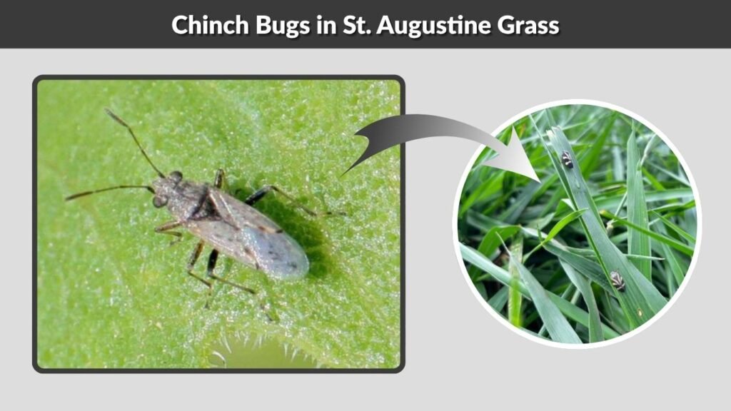 Chinch Bugs in St. Augustine Grass