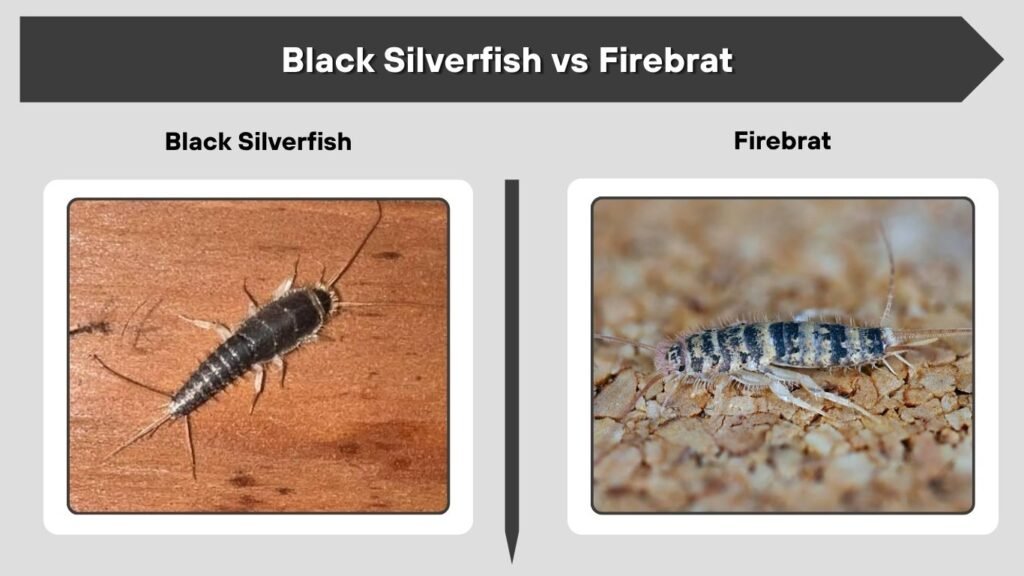 Black Silverfish vs Firebrat