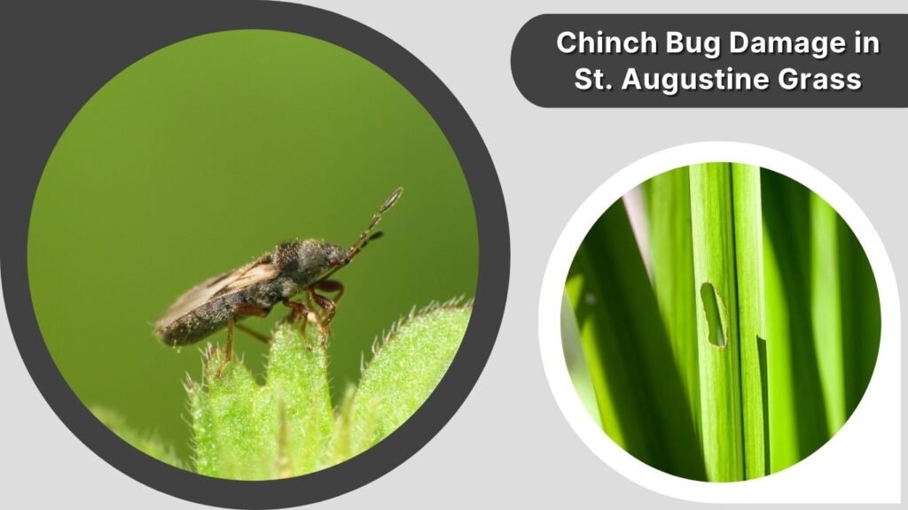 Chinch Bug Damage in St. Augustine Grass