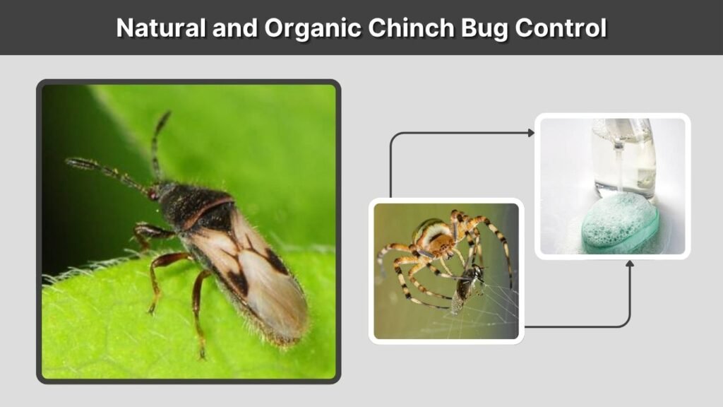 Natural and Organic Chinch Bug Control