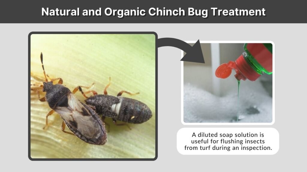 Natural and Organic Chinch Bug Treatment