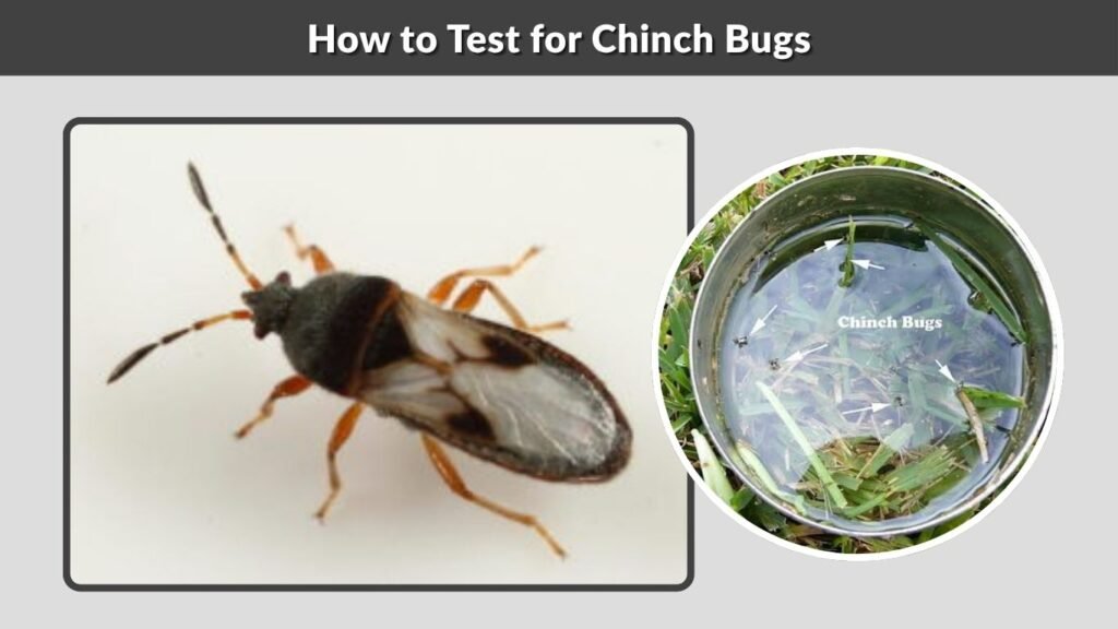 How to Test for Chinch Bugs