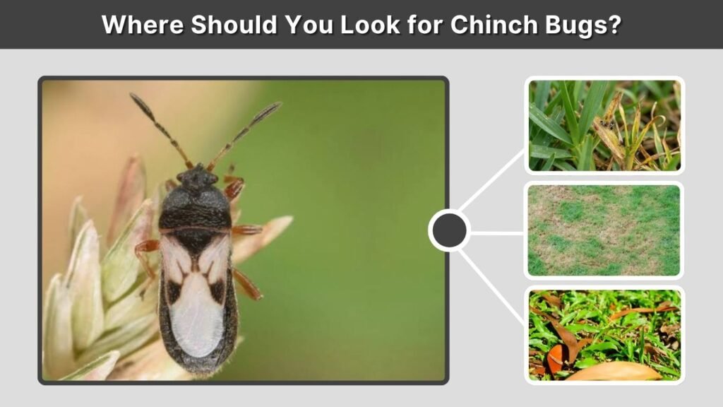 Where Should You Look for Chinch Bugs?