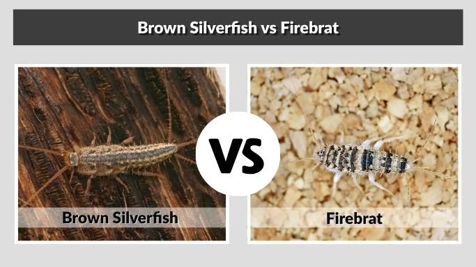 Brown Silverfish vs Firebrat
