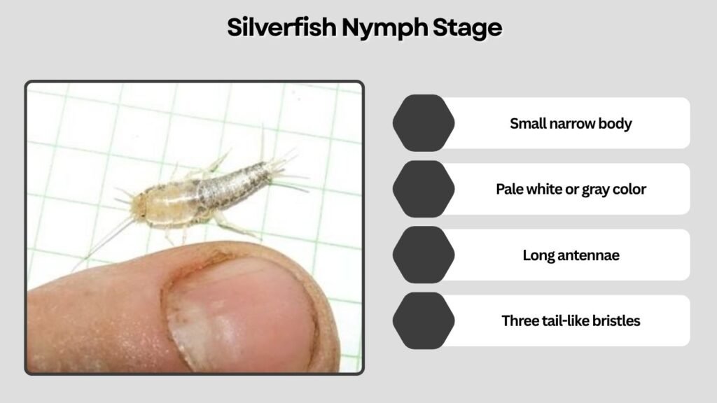Silverfish Nymph Stage