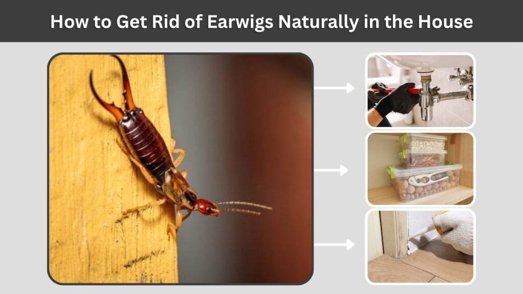 How to Get Rid of Earwigs Naturally in the House