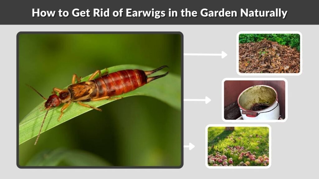 How to Get Rid of Earwigs in the Garden Naturally
