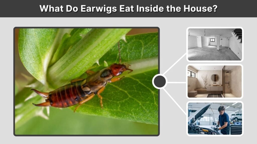 What Do Earwigs Eat Inside the House?