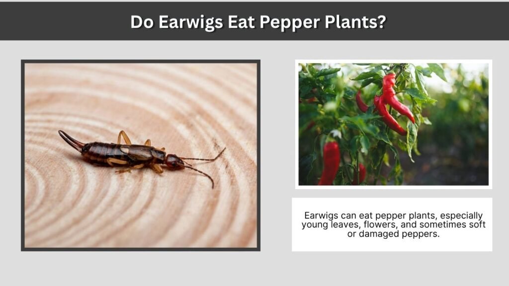 Do Earwigs Eat Pepper Plants?