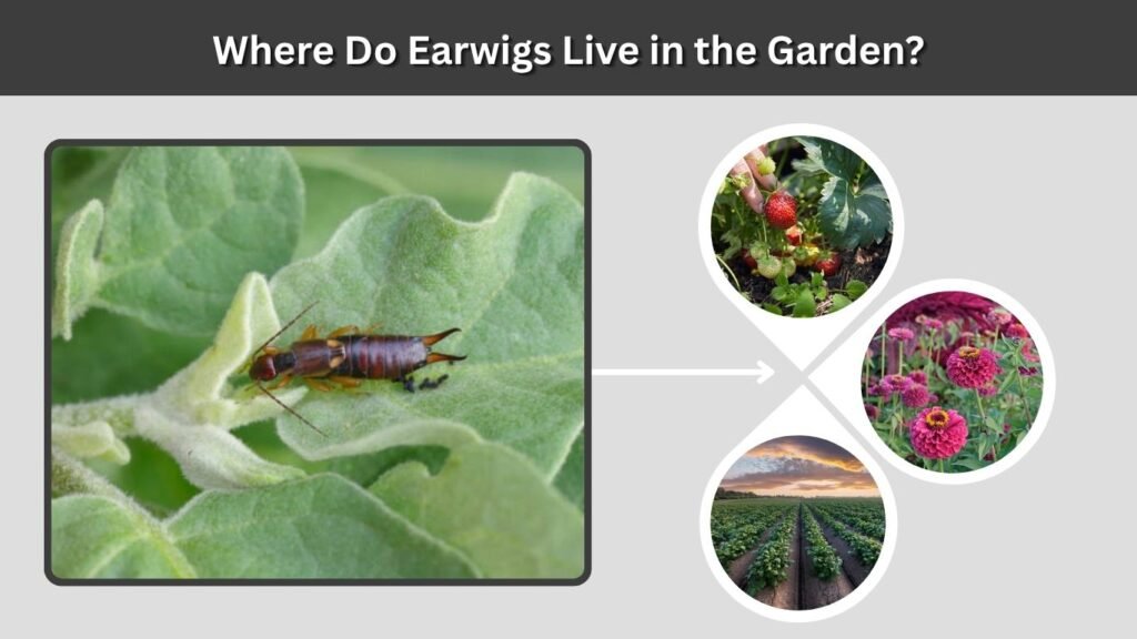 Where Do Earwigs Live in the Garden?