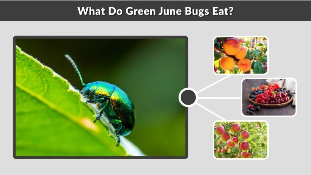 What Do Green June Bugs Eat?