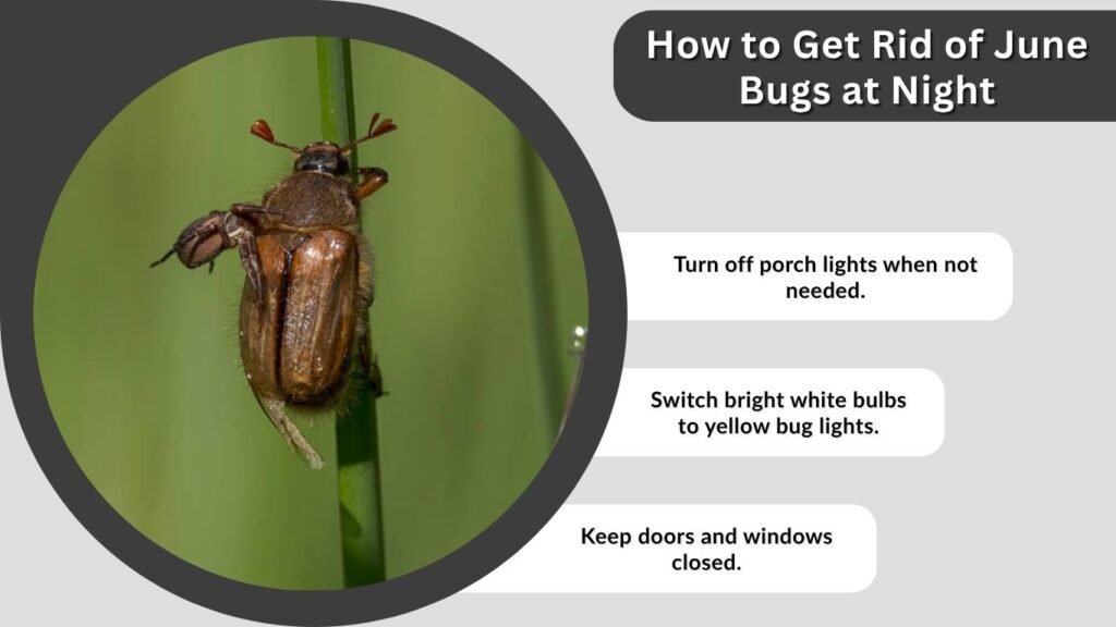 How to Get Rid of June Bugs at Night
