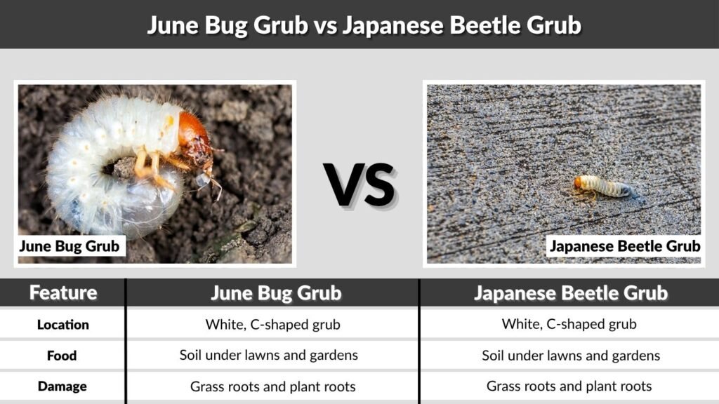 June Bug Grub vs Japanese Beetle Grub