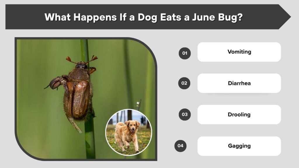 What Happens If a Dog Eats a June Bug?