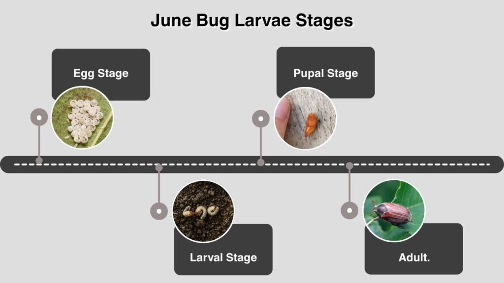 June Bug Larvae Stages