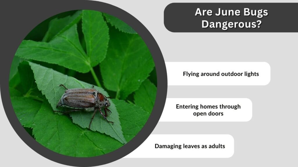 Are June Bugs Dangerous?
