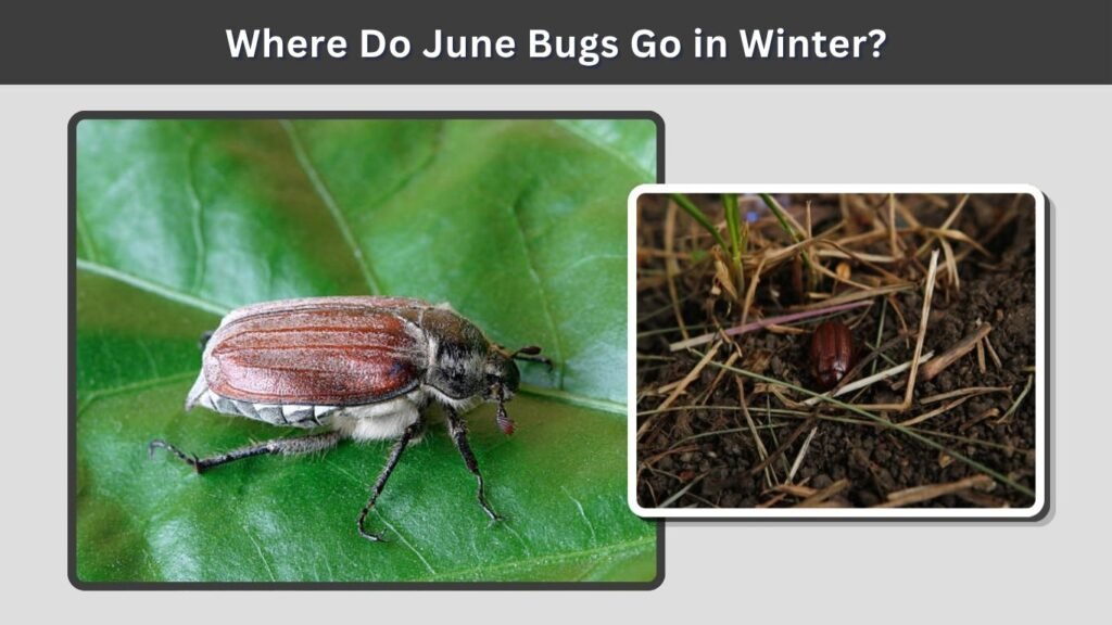 Where Do June Bugs Go in Winter?