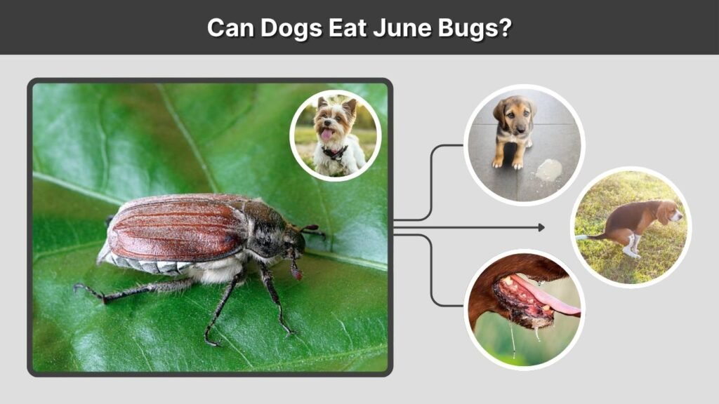 Can Dogs Eat June Bugs?