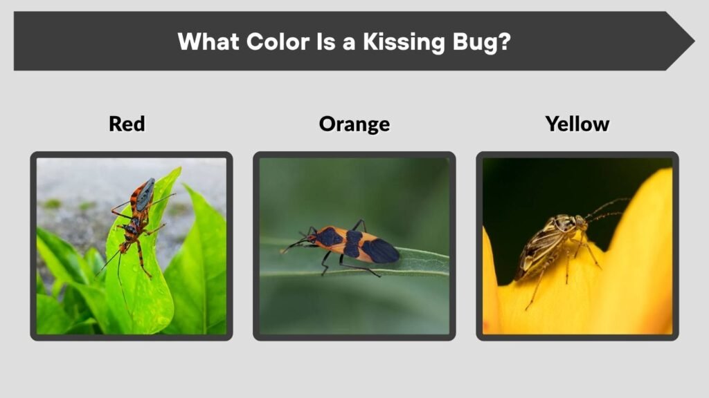 What Color Is a Kissing Bug?