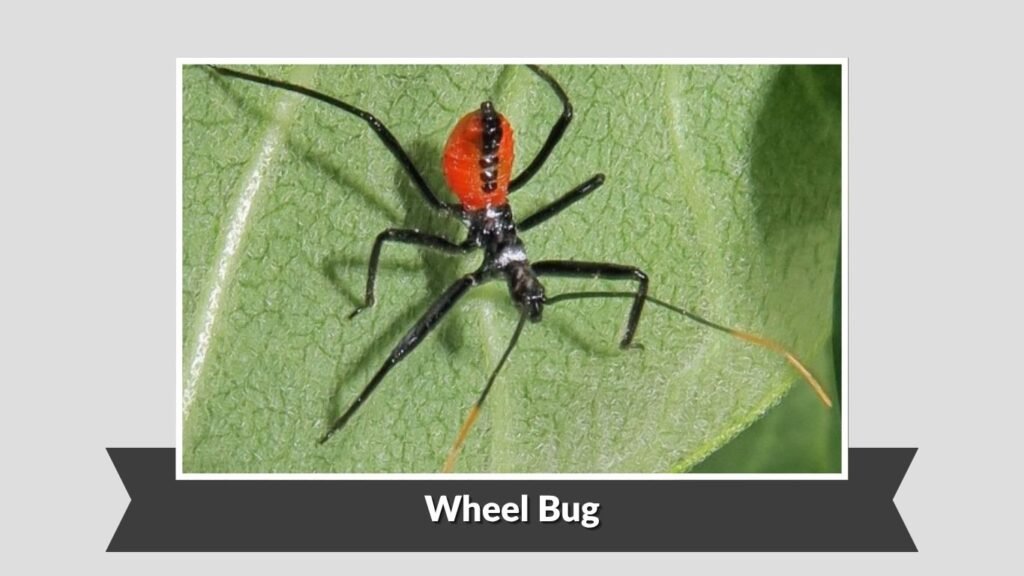 Wheel Bug
