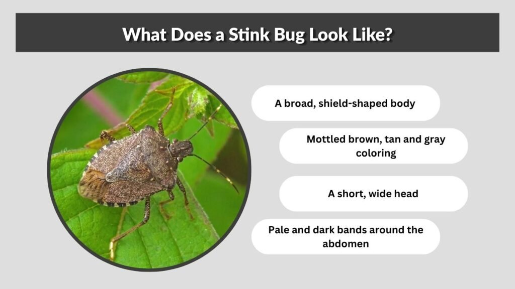 What Does a Stink Bug Look Like?