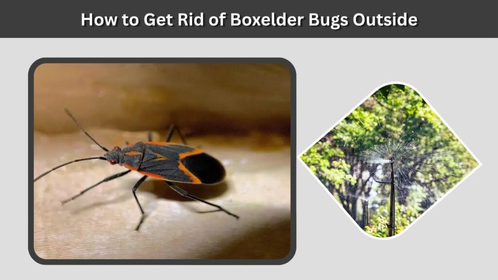 How to Get Rid of Boxelder Bugs Outside