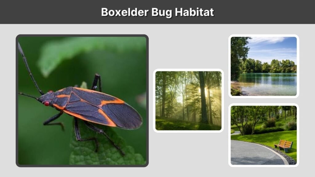 Boxelder Bug Habitat