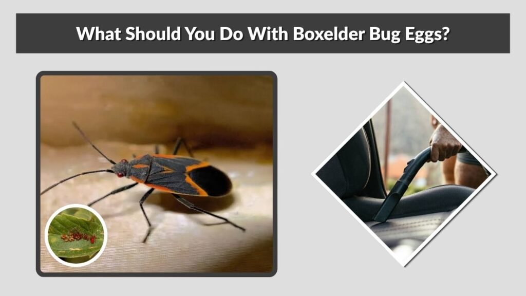 What Should You Do With Boxelder Bug Eggs?