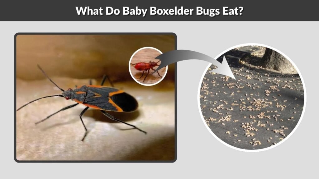 What Do Baby Boxelder Bugs Eat?
