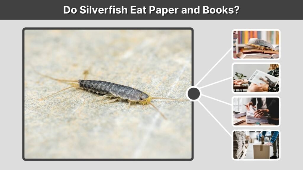 Do Silverfish Eat Paper and Books?