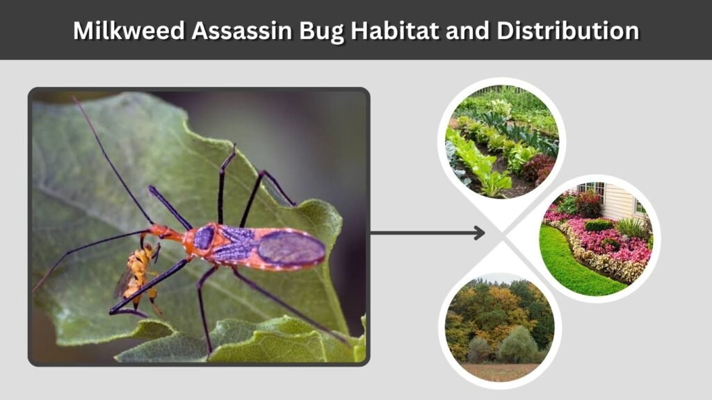 Milkweed Assassin Bug Habitat and Distribution
