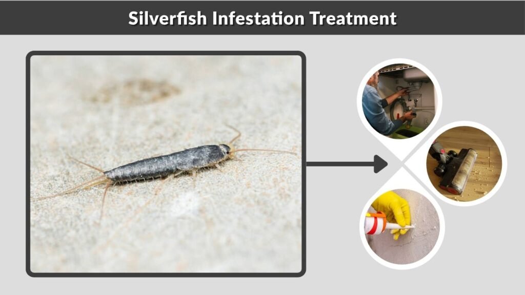 Silverfish Infestation Treatment
