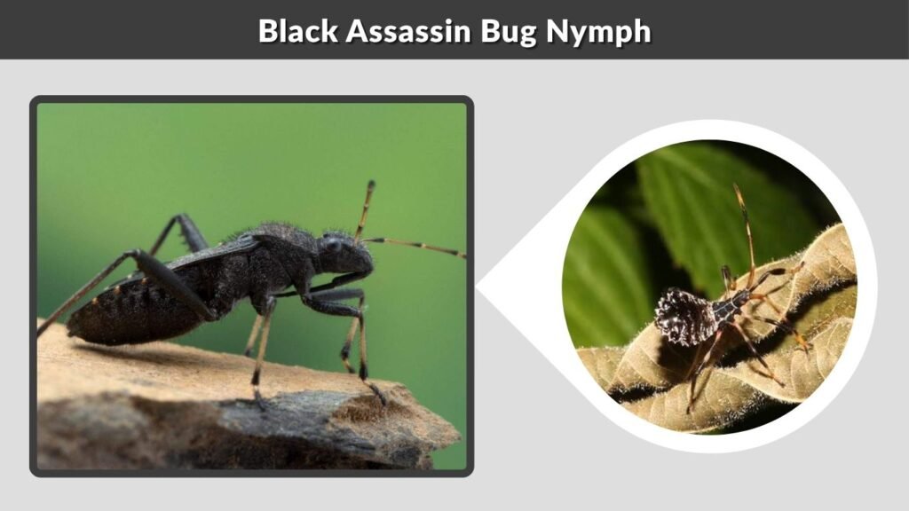 Black Assassin Bug Nymph