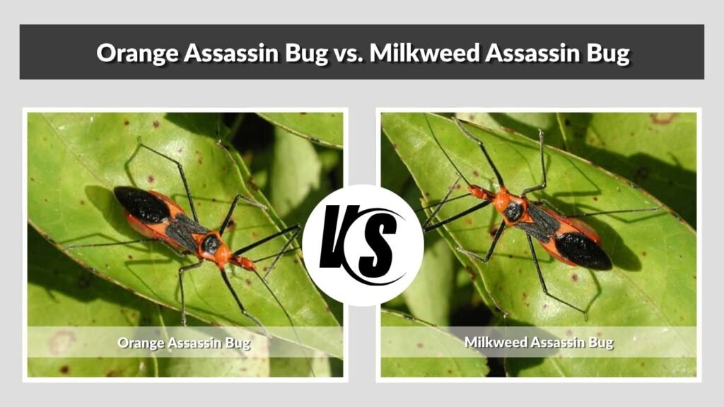 Orange Assassin Bug vs. Milkweed Assassin Bug