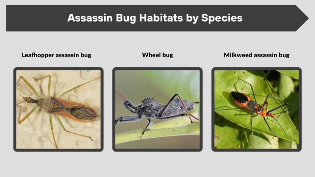 Assassin Bug Habitats by Species