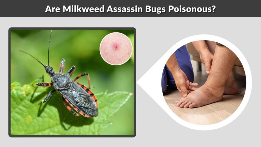 Are Milkweed Assassin Bugs Poisonous?