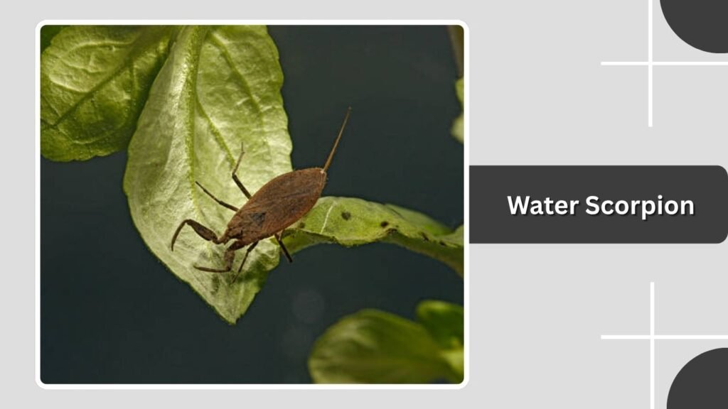 Water Scorpion