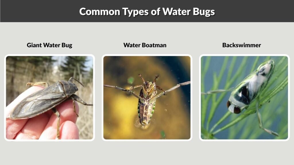 Common Types of Water Bugs