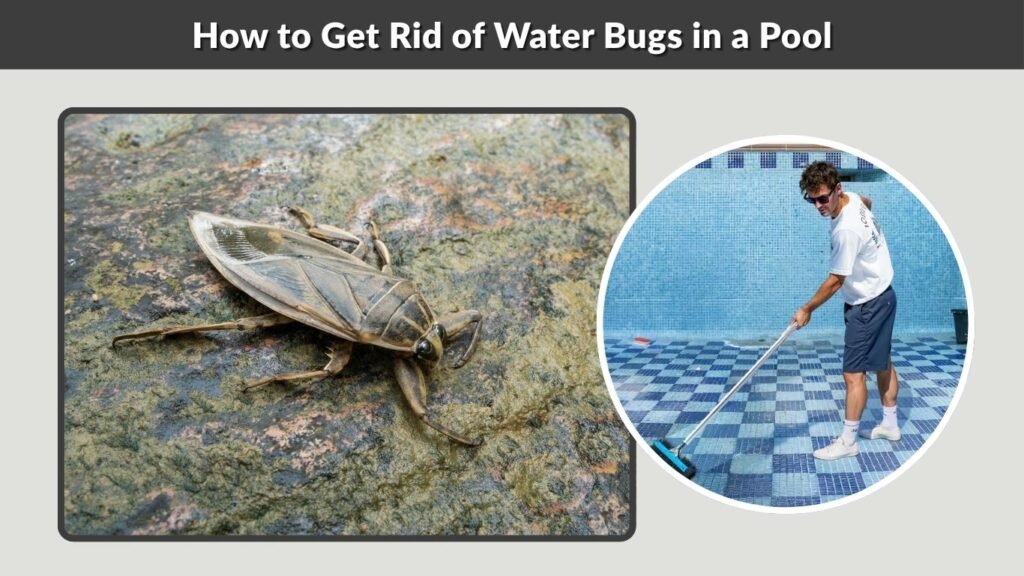 How to Get Rid of Water Bugs in a Pool
