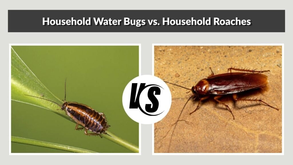 Household Water Bugs vs. Household Roaches