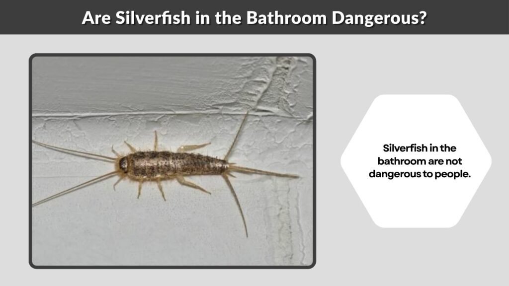 Are Silverfish in the Bathroom Dangerous?