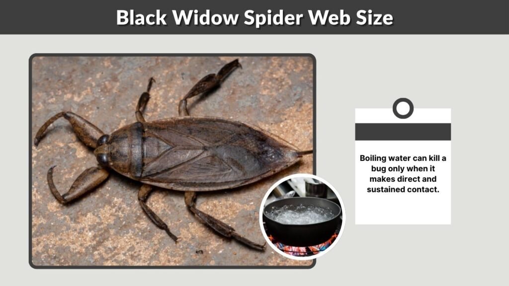 Does Boiling Water Kill Water Bugs?