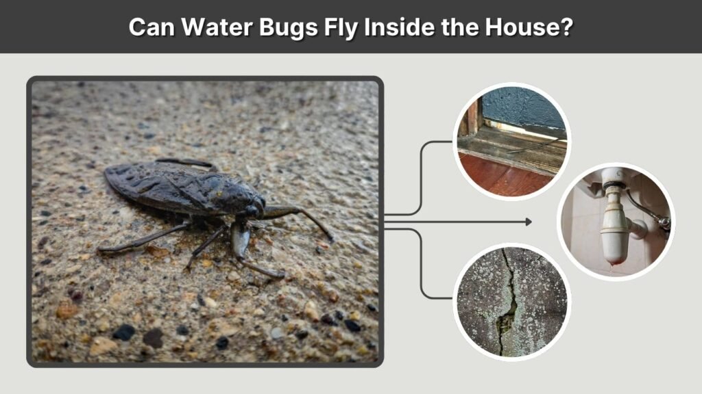 Can Water Bugs Fly Inside the House?