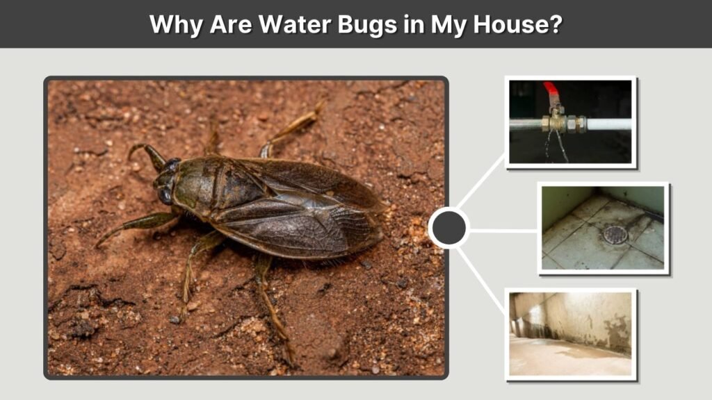Why Are Water Bugs in My House?