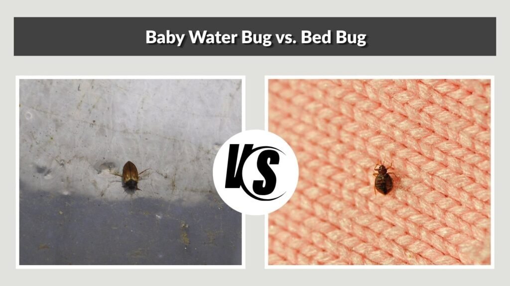 Baby Water Bug vs. Bed Bug