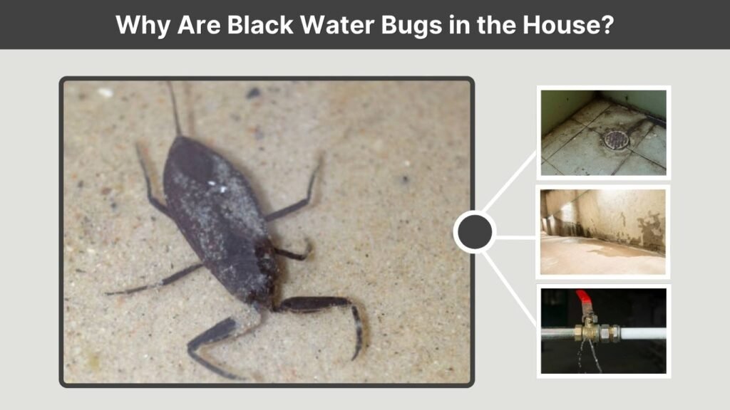 Why Are Black Water Bugs in the House?
