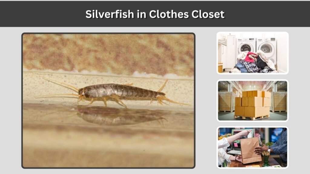 Silverfish in Clothes Closet