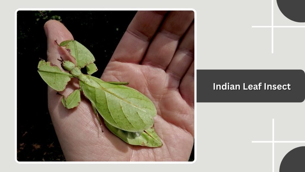  Indian Leaf Insect