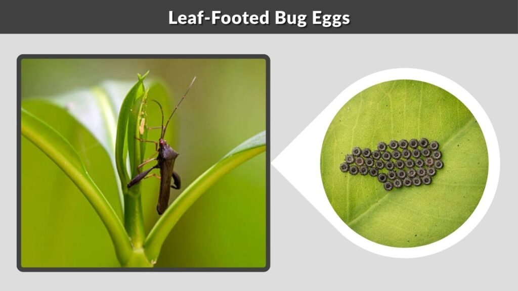 Leaf-Footed Bug Eggs